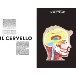 Anatomia