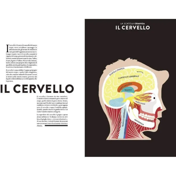 Anatomia