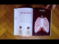 Anatomia