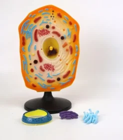 Cellula animale