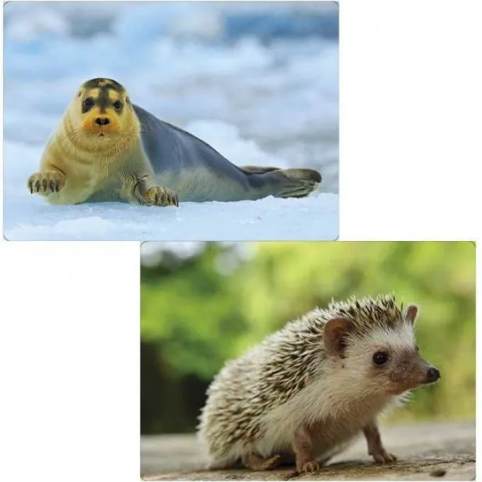 Maxi foto animali