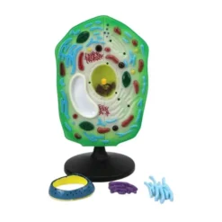 Modello cellula vegetale