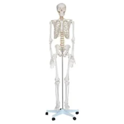 Scheletro umano cm 180 h