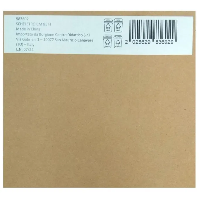 Scheletro umano cm 85 h