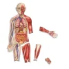 Schema corporeo con organi - human body