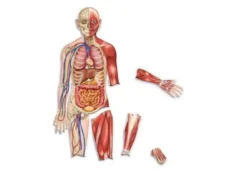 Schema corporeo con organi - human body