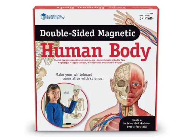 Schema corporeo con organi - human body