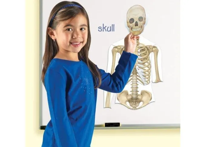 Schema corporeo con organi - human body