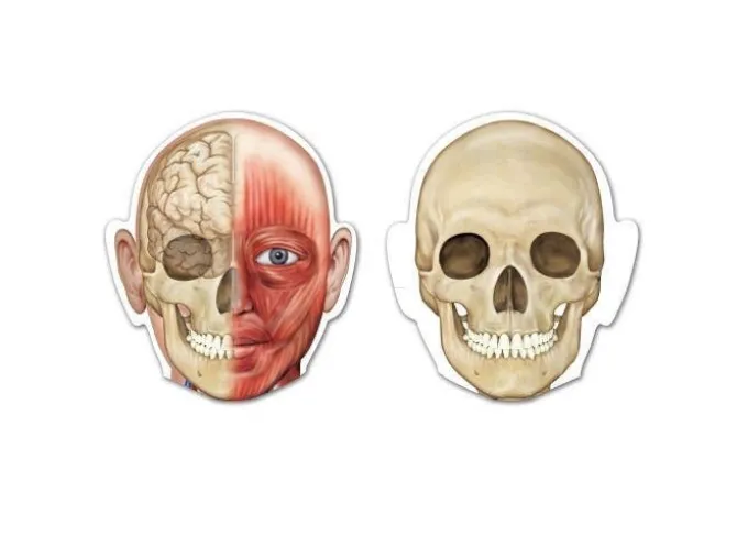 Schema corporeo con organi - human body