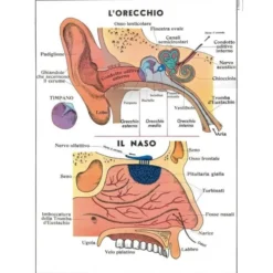Tavole anatomiche fronte retro