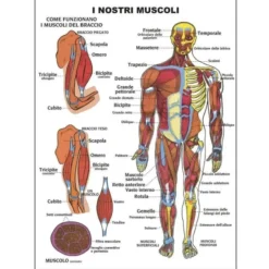 Tavole anatomiche fronte retro