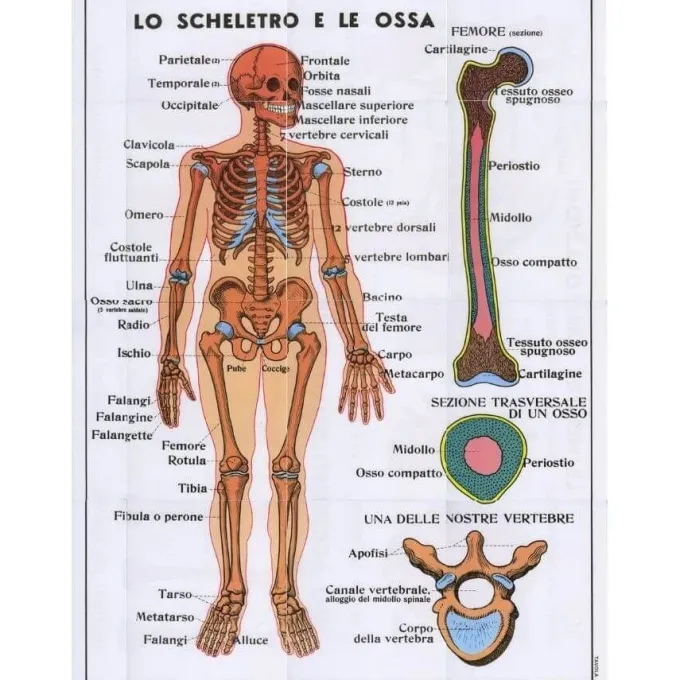 Tavole anatomiche fronte retro