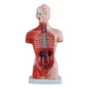 Tronco umano scomponibile cm 26 h