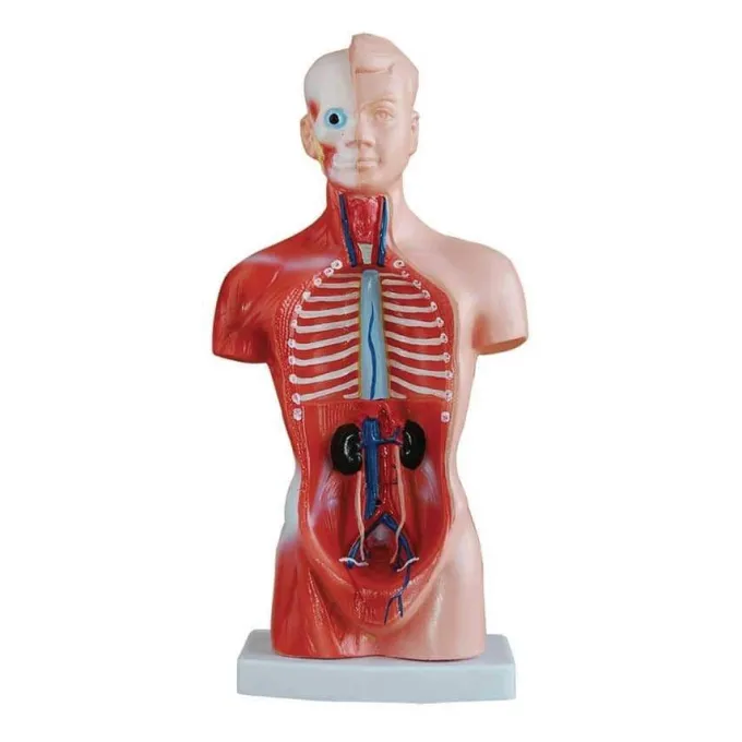 Tronco umano scomponibile cm 26 h