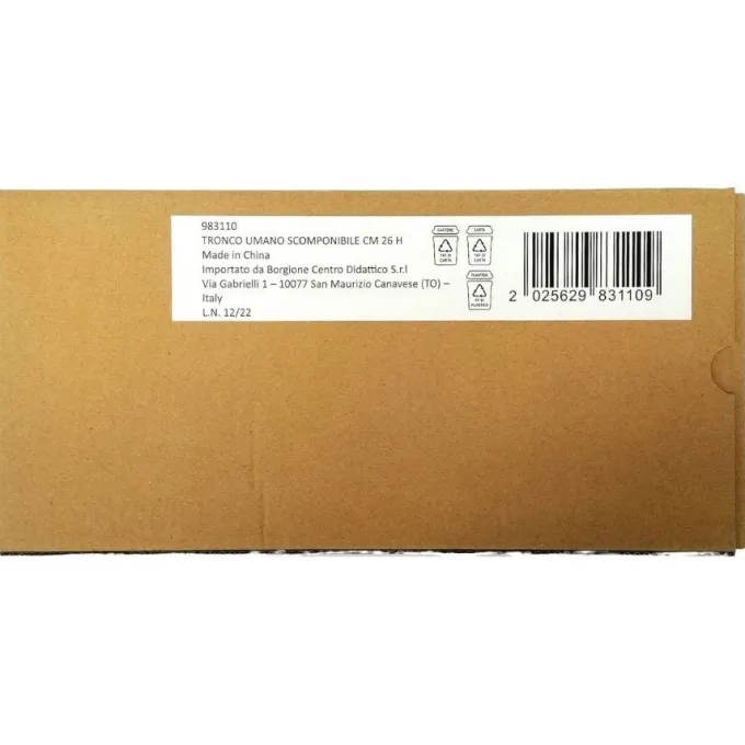 Tronco umano scomponibile cm 26 h