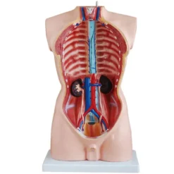 Tronco umano scomponibile cm 85 h